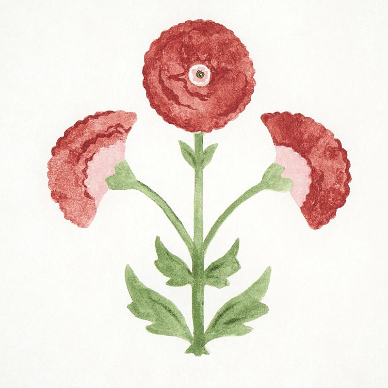 Saranda Flower Wallpaper