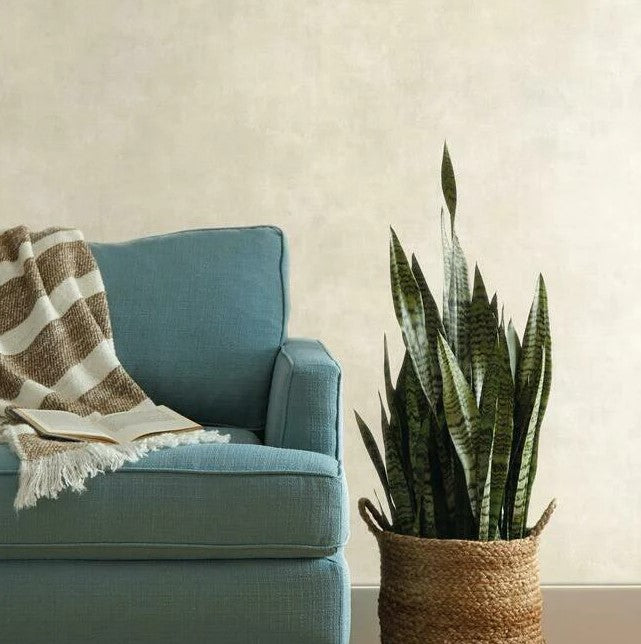 Plaster Finish Wallpaper