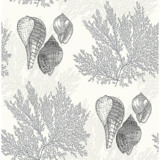 Nauset Black Seashell Shores Wallpaper