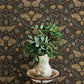 Mystic Moth Black Forest Magic Wallpaper