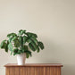 Naim Ivory Solid Texture Wallpaper
