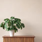 Naim Blush Solid Texture Wallpaper
