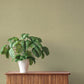 Naim Olive Solid Texture Wallpaper