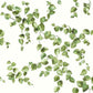 Creeping Fig Vine Green Wallpaper