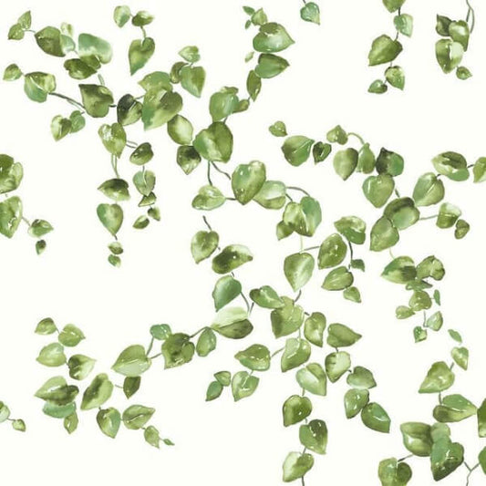 Creeping Fig Vine Green Wallpaper