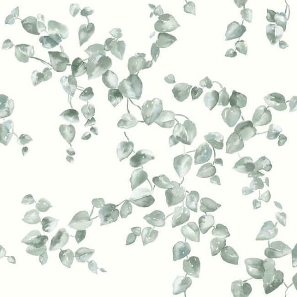 Creeping Fig Vine Sage Wallpaper