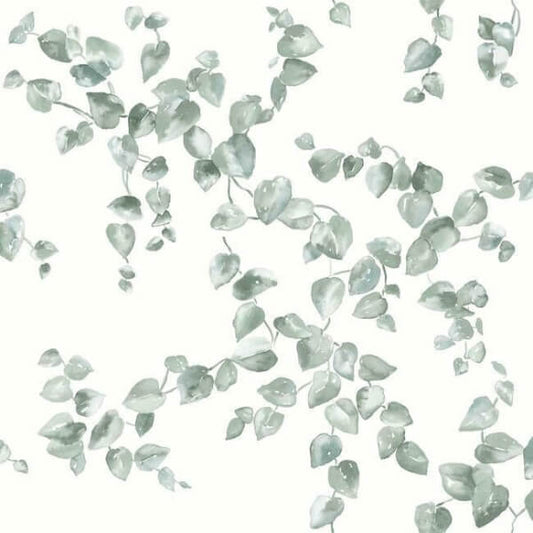Creeping Fig Vine Sage Wallpaper