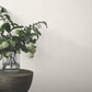 Huri White Wallpaper