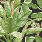 Banana Leaf Black & Green Peel & Stick Wallpaper