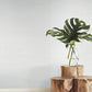 Plain Grass White Wallpaper