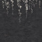 Sakura Blooms Black Wall Mural