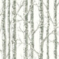 Paper Birch Wallpaper -Neutral color