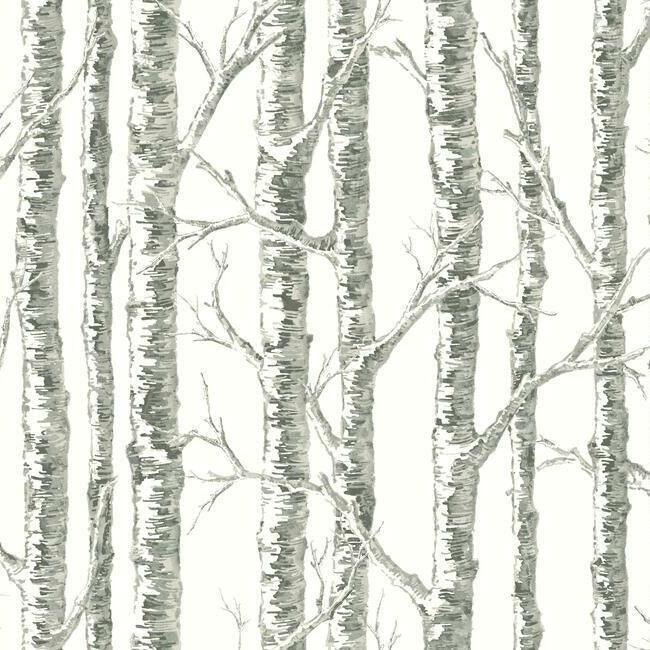 Paper Birch Wallpaper -Neutral color