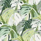2969-26006 Samara Green Monstera Leaf Wallpaper by Brewster
