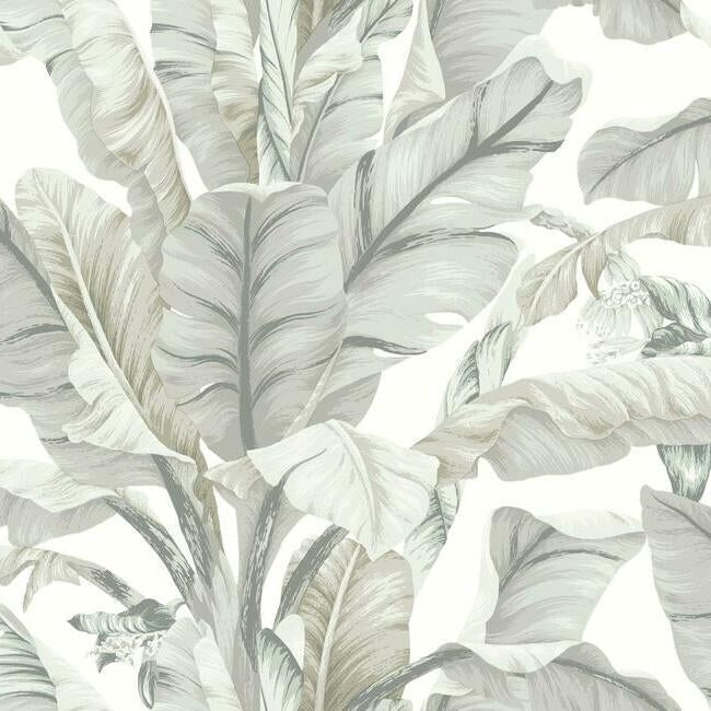 Banana Leaf Wallpaper