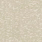 White Weathered Cypress Wallpaper
